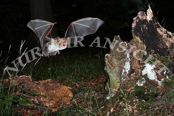 Postkarte Großes Mausohr im Wald